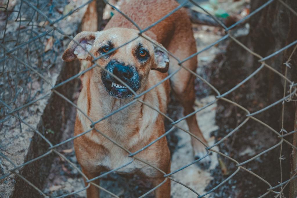 A brown dog behind a chain link fence.