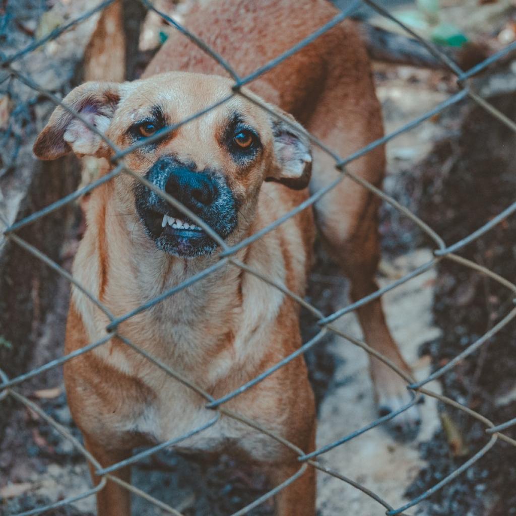 A brown dog behind a chain link fence.