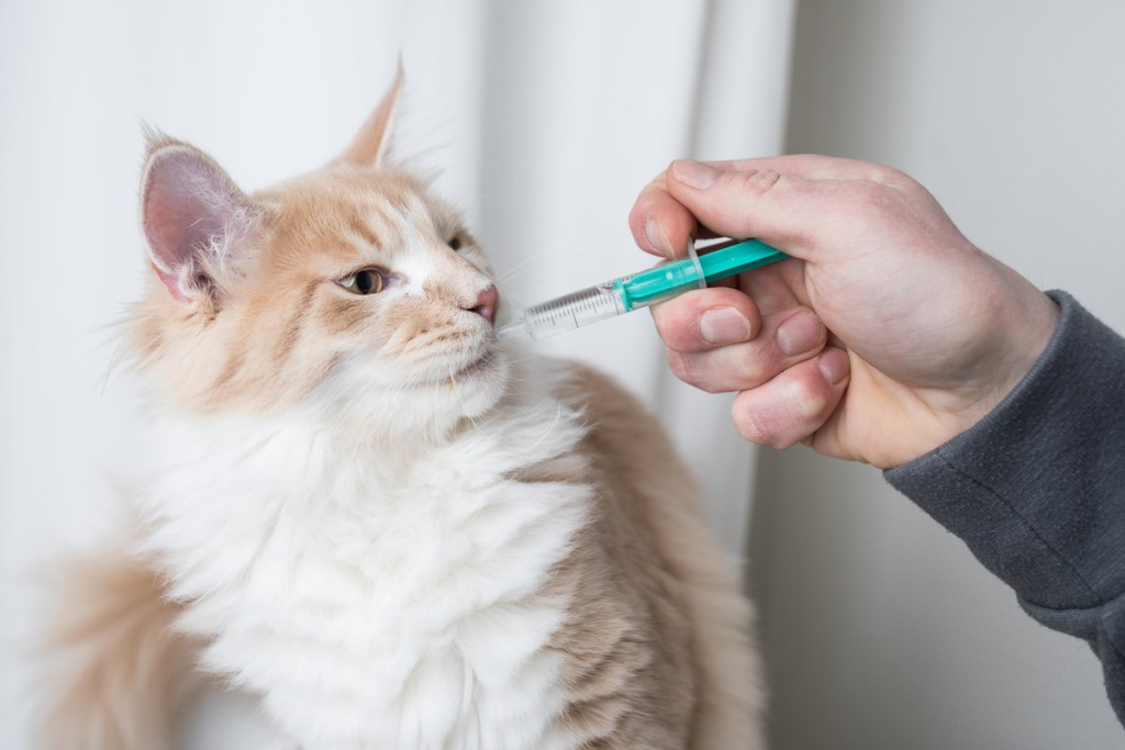 Orange and white cat being fed with a syringe