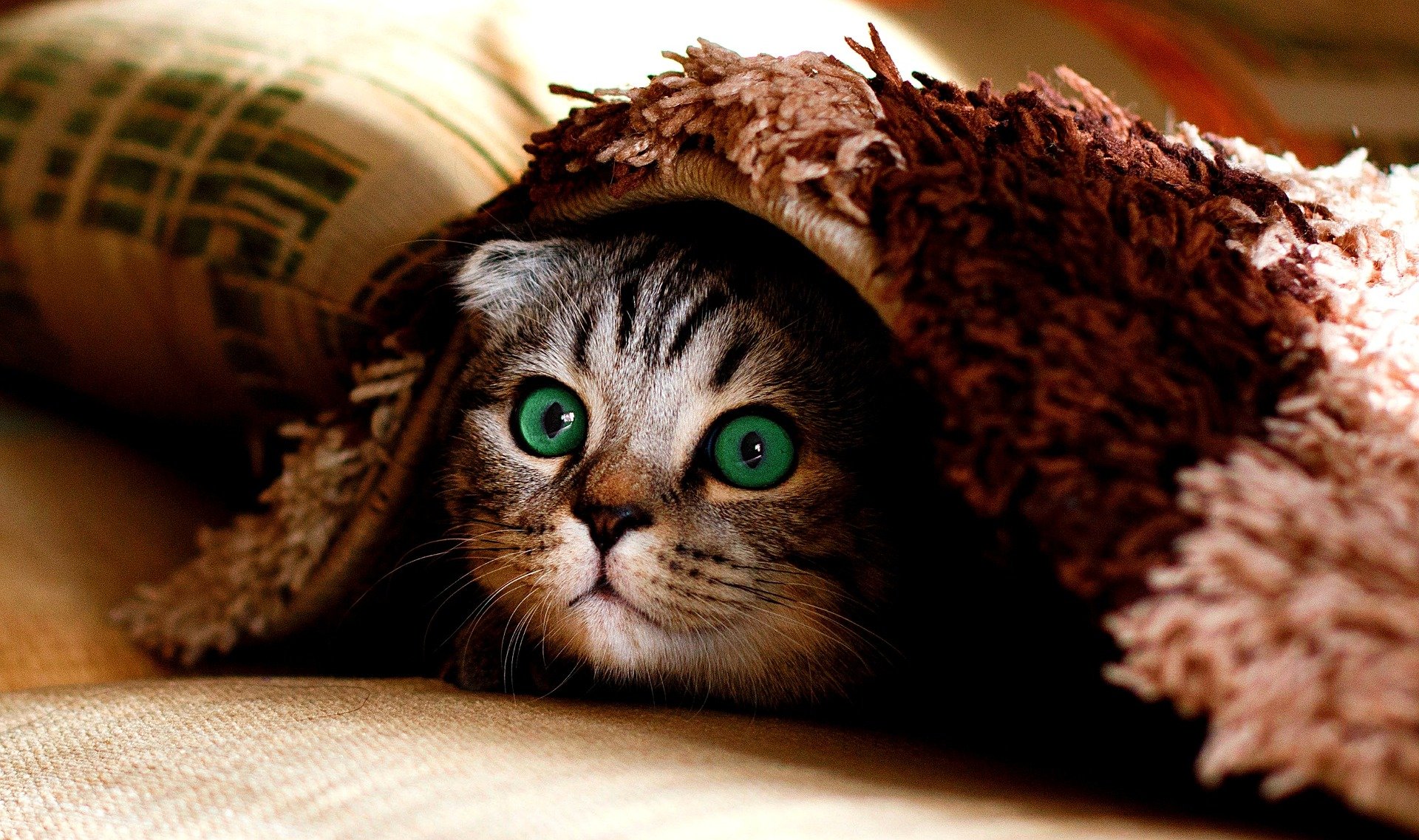 Cat hiding under a blanket