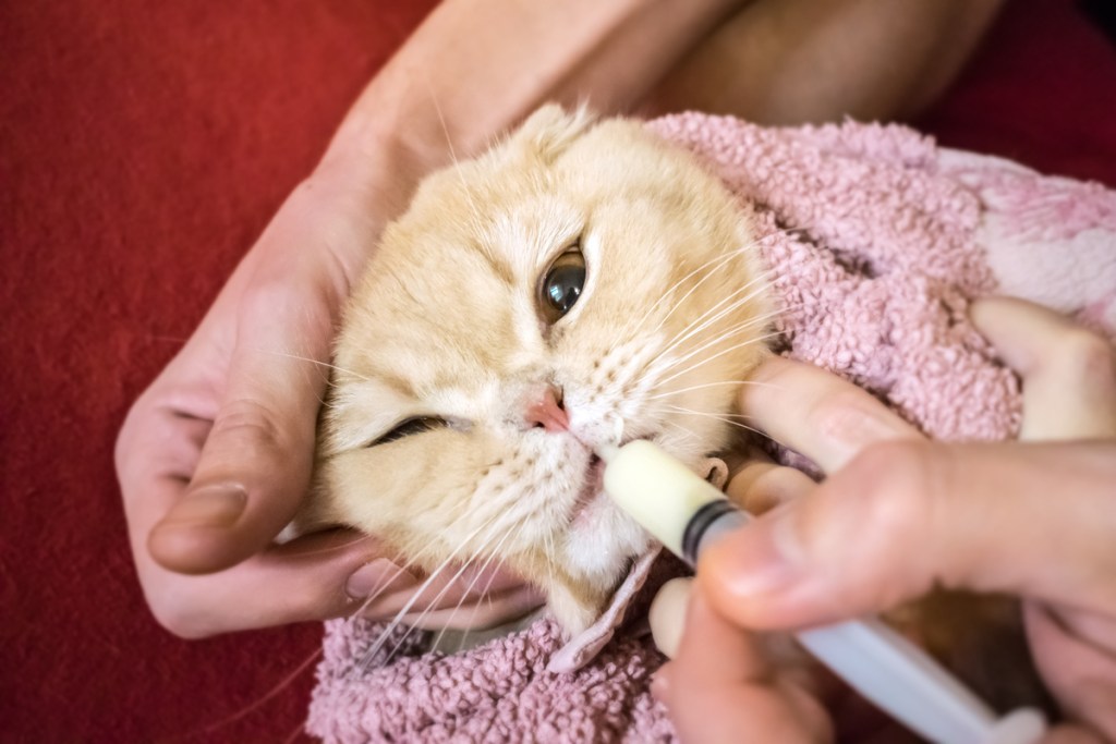 Cat wrapped in a towel being fed with a syringe