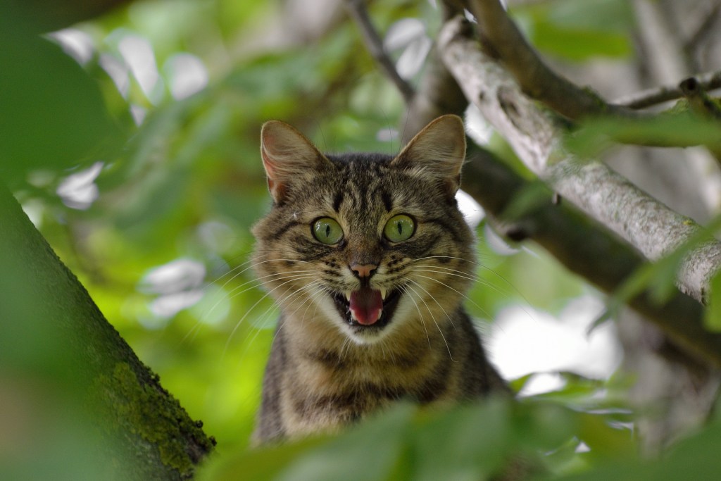 cat carrier aggressive scared in tree hissing aggressively