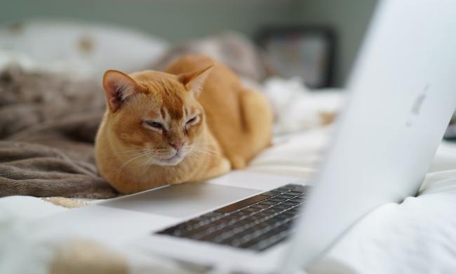 Orange cat looking at a laptop