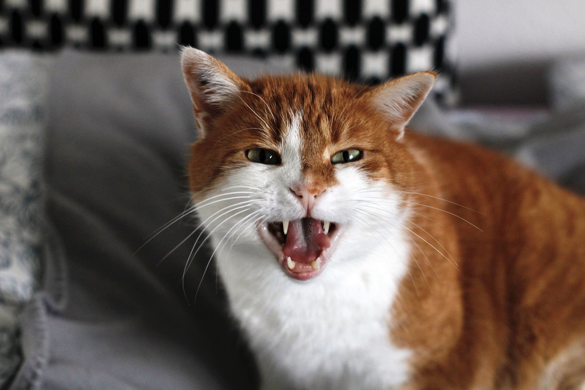 Orange and white cat on a couch, hissing