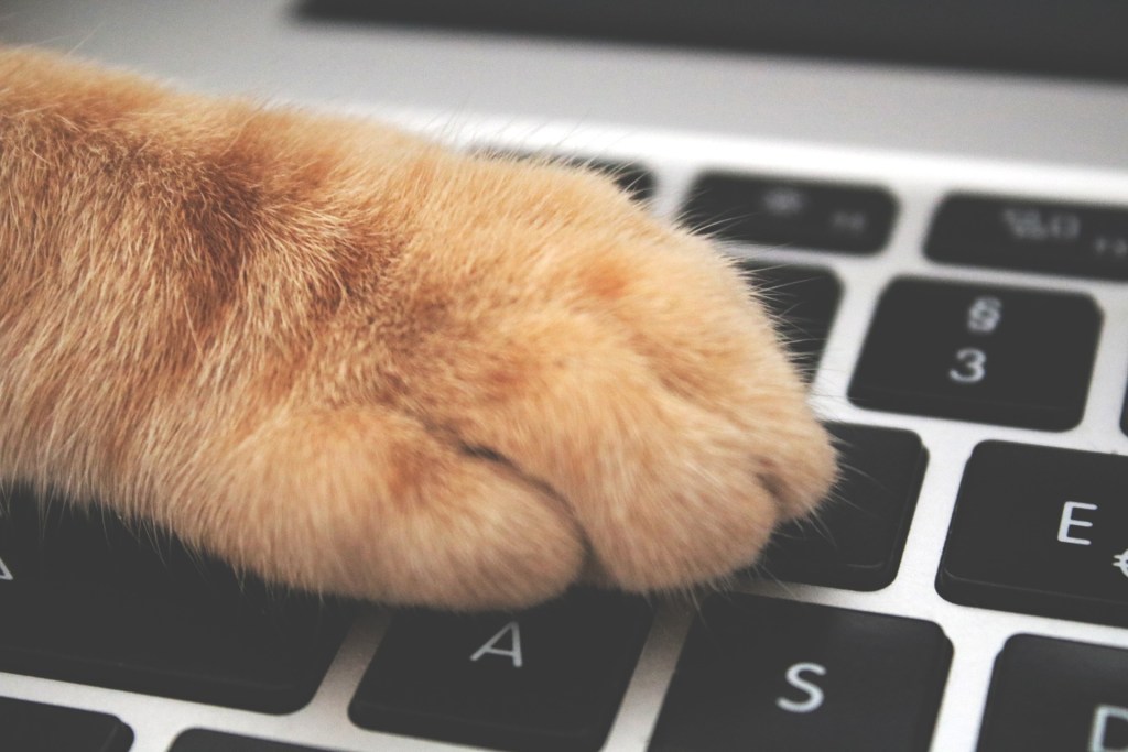 Orange cat paw resting on a computer keyboard