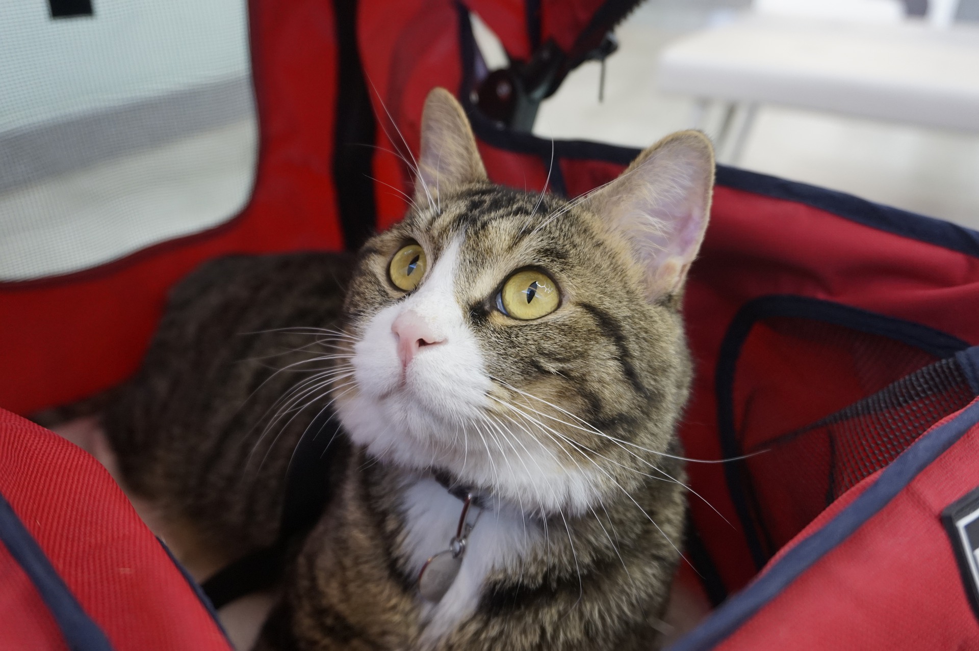 Cat sitting in a pet stroller