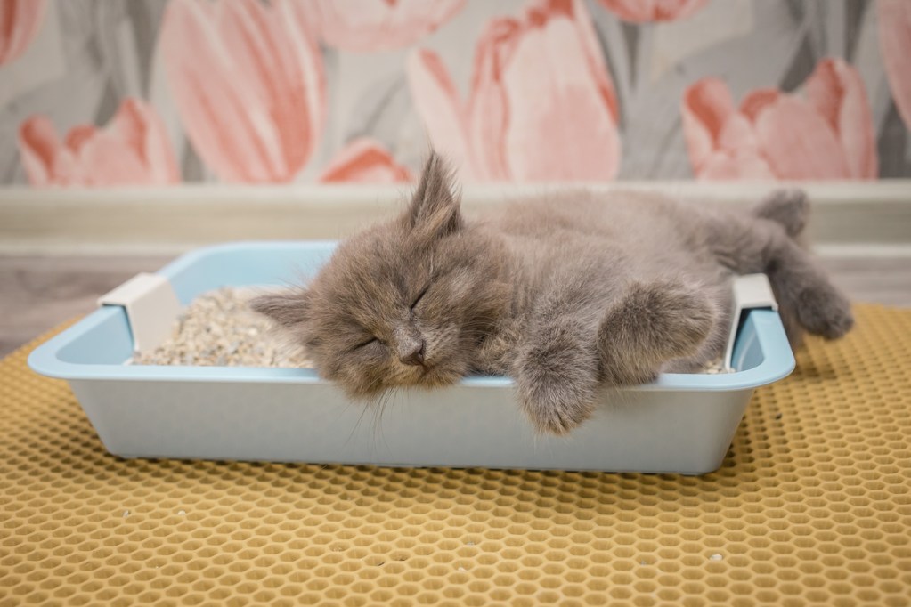 Gray cat sleeping in a litter box