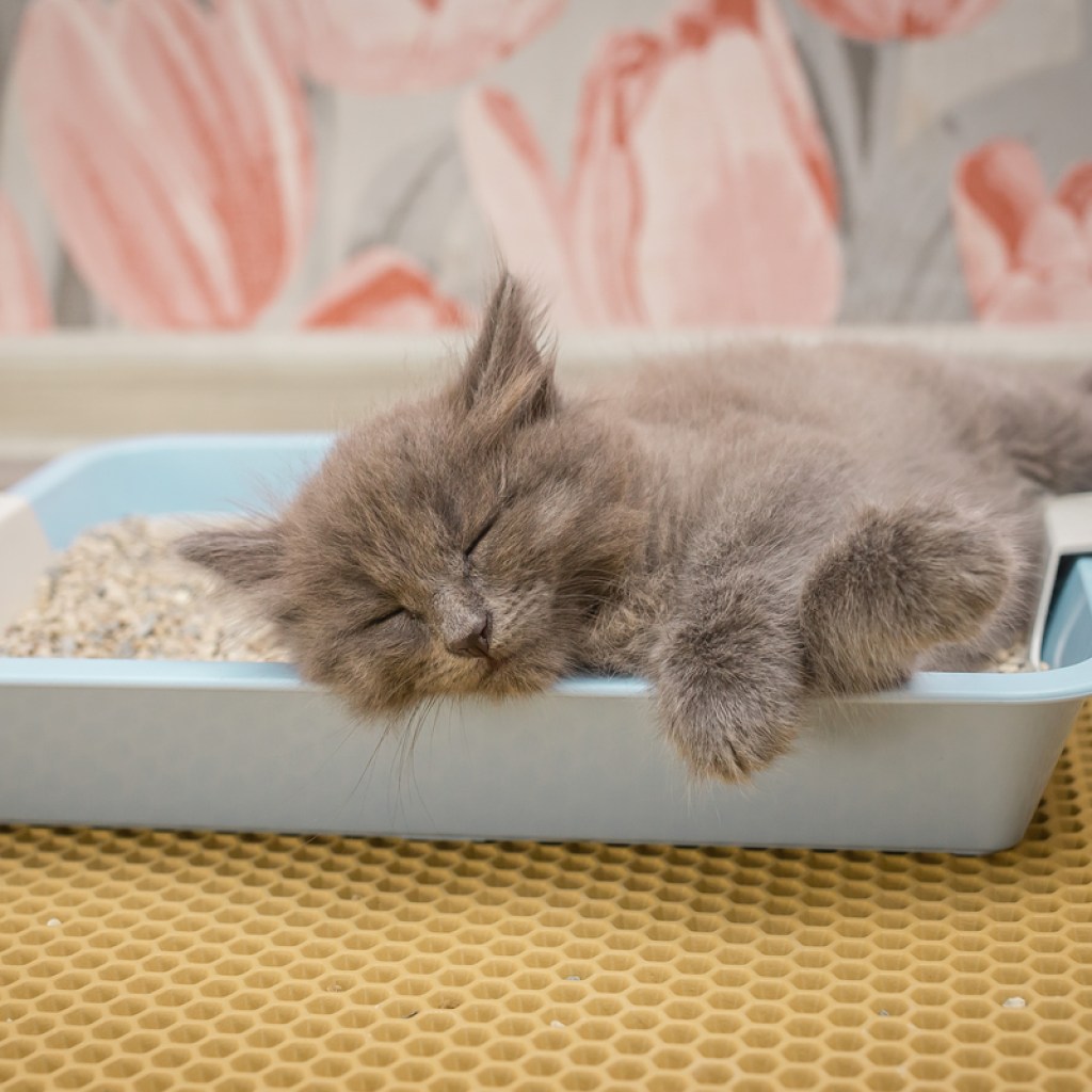 Grey cat sleeping in a litter box