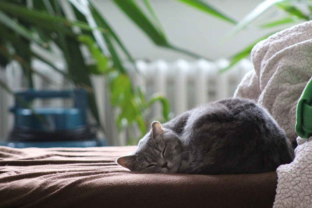 Grey cat sleeping on a bed