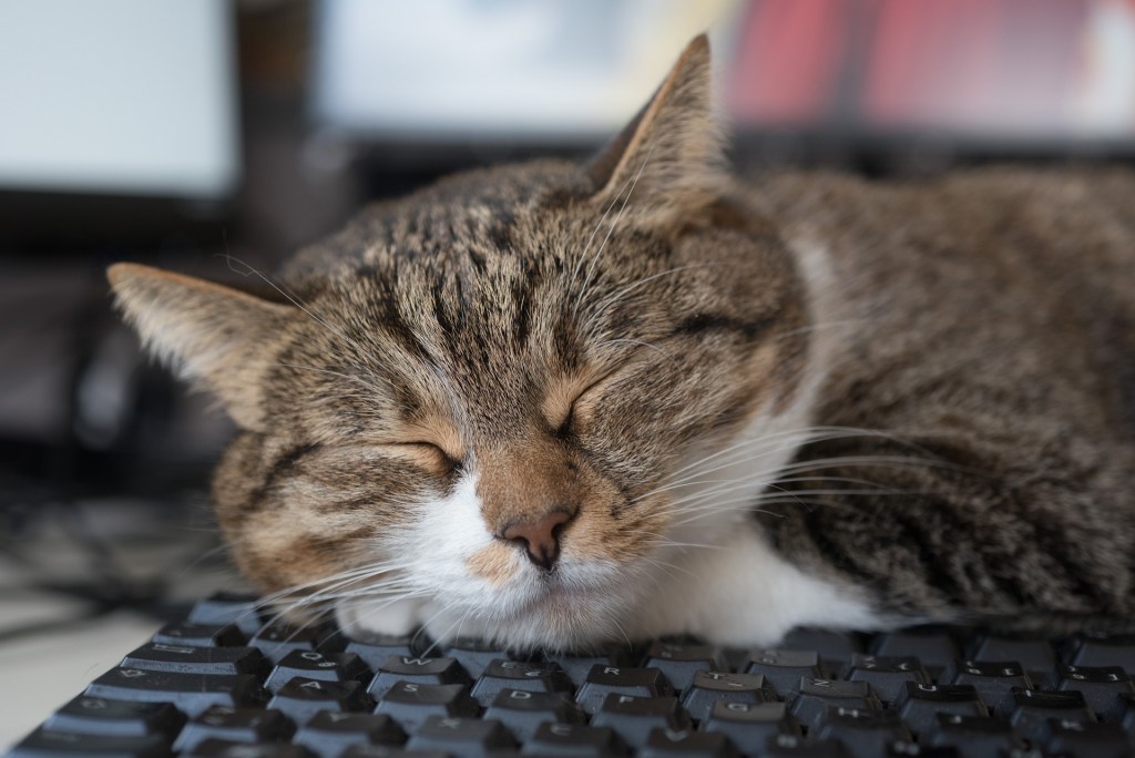 Cat sleeping on a computer keyboard
