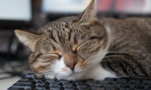 Cat sleeping on a keyboard