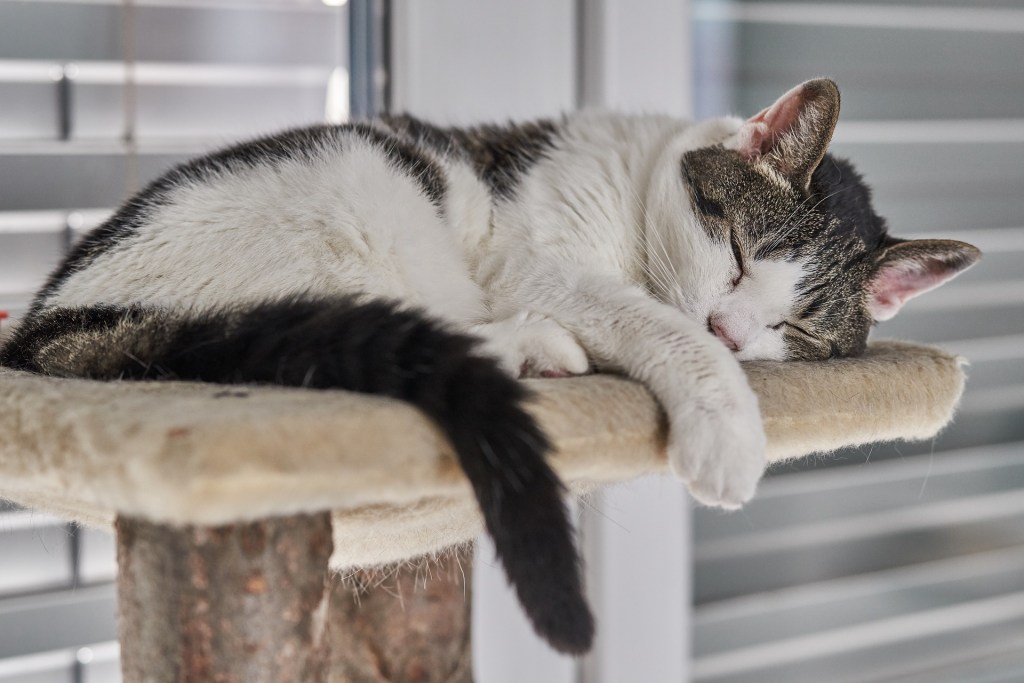 Senior cat sleeping on a cat tree perch