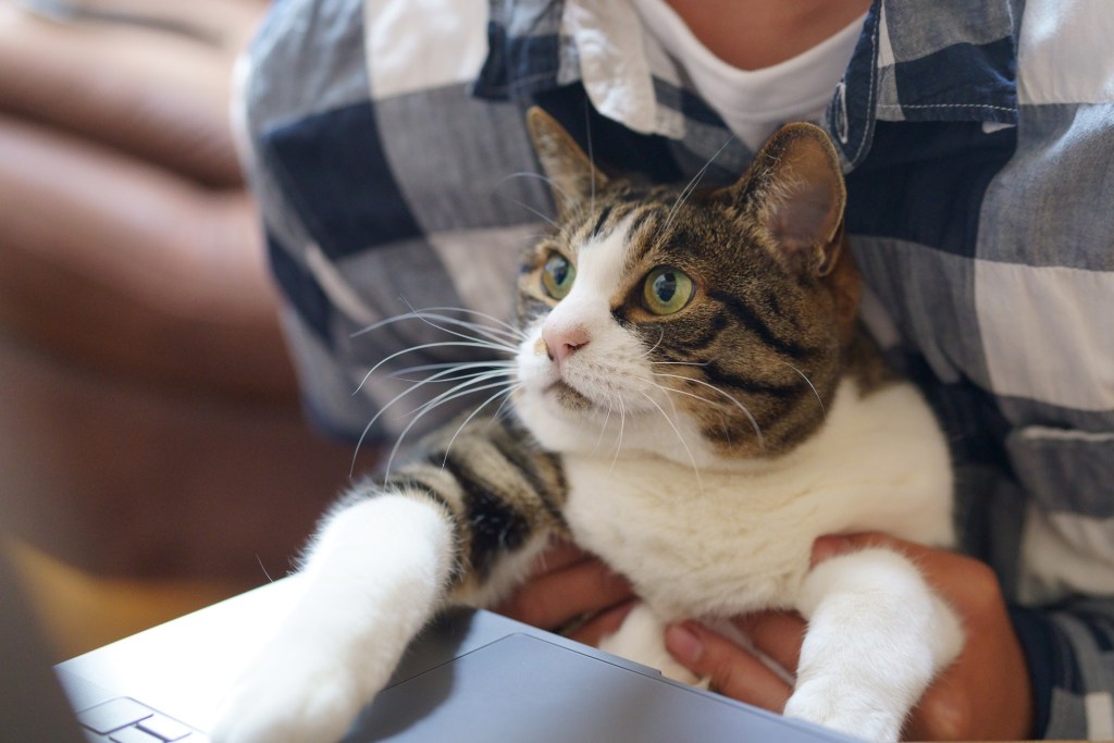 Cat sitting in an owner's lap, looking up at a laptop