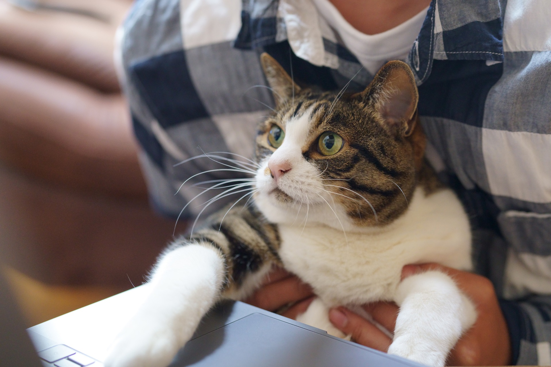 These 5 YouTube Channels Offer Great Videos For Cats | PawTracks