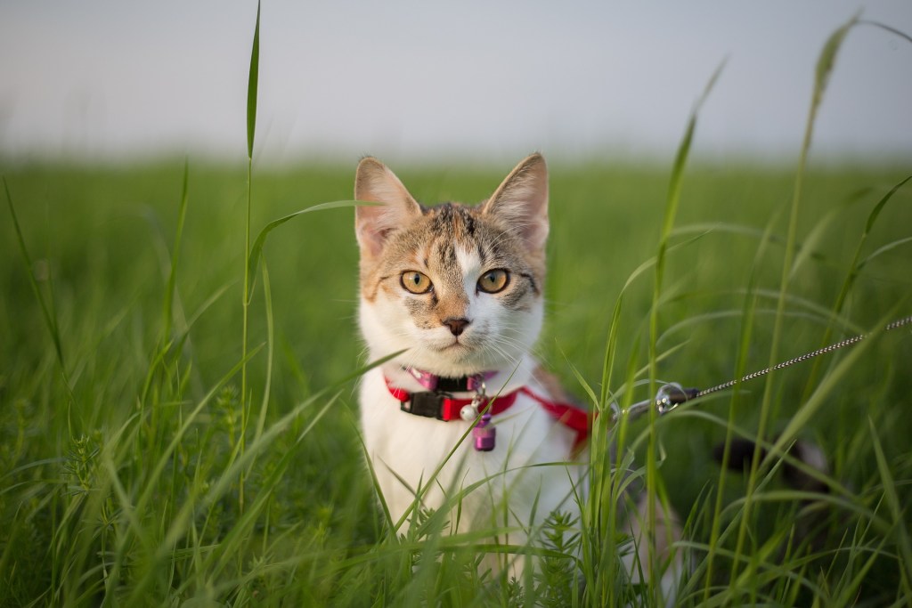 Cat wearing a harness in a field of grass