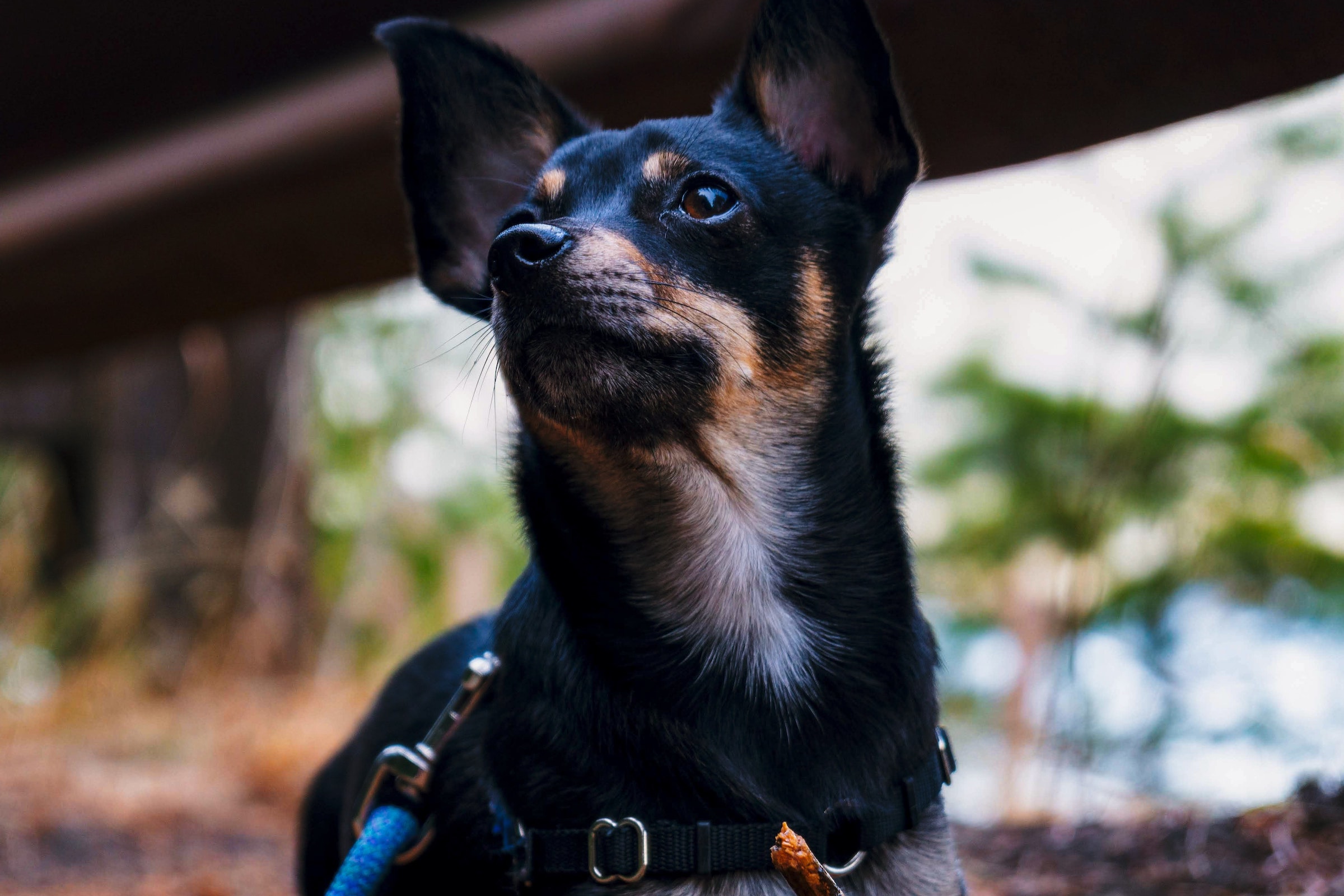 a black and brown chihuahua wearing a collar and leashes stands in front of a forest background