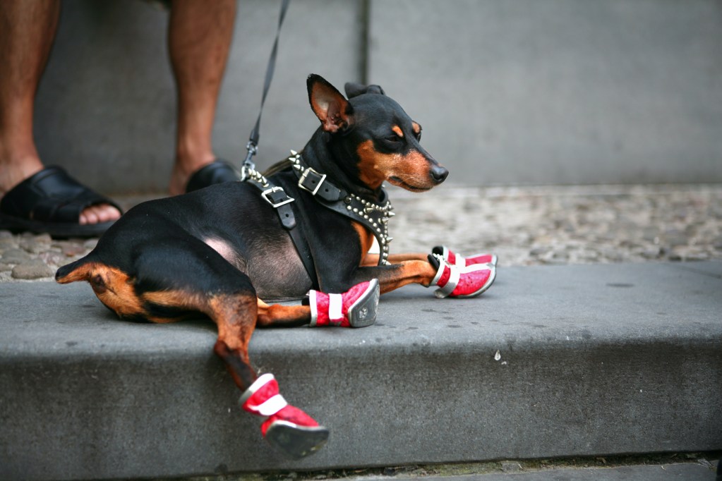 juoda ir ruda čihuahua raudonais batais sėdi ant betono prieš ką nors