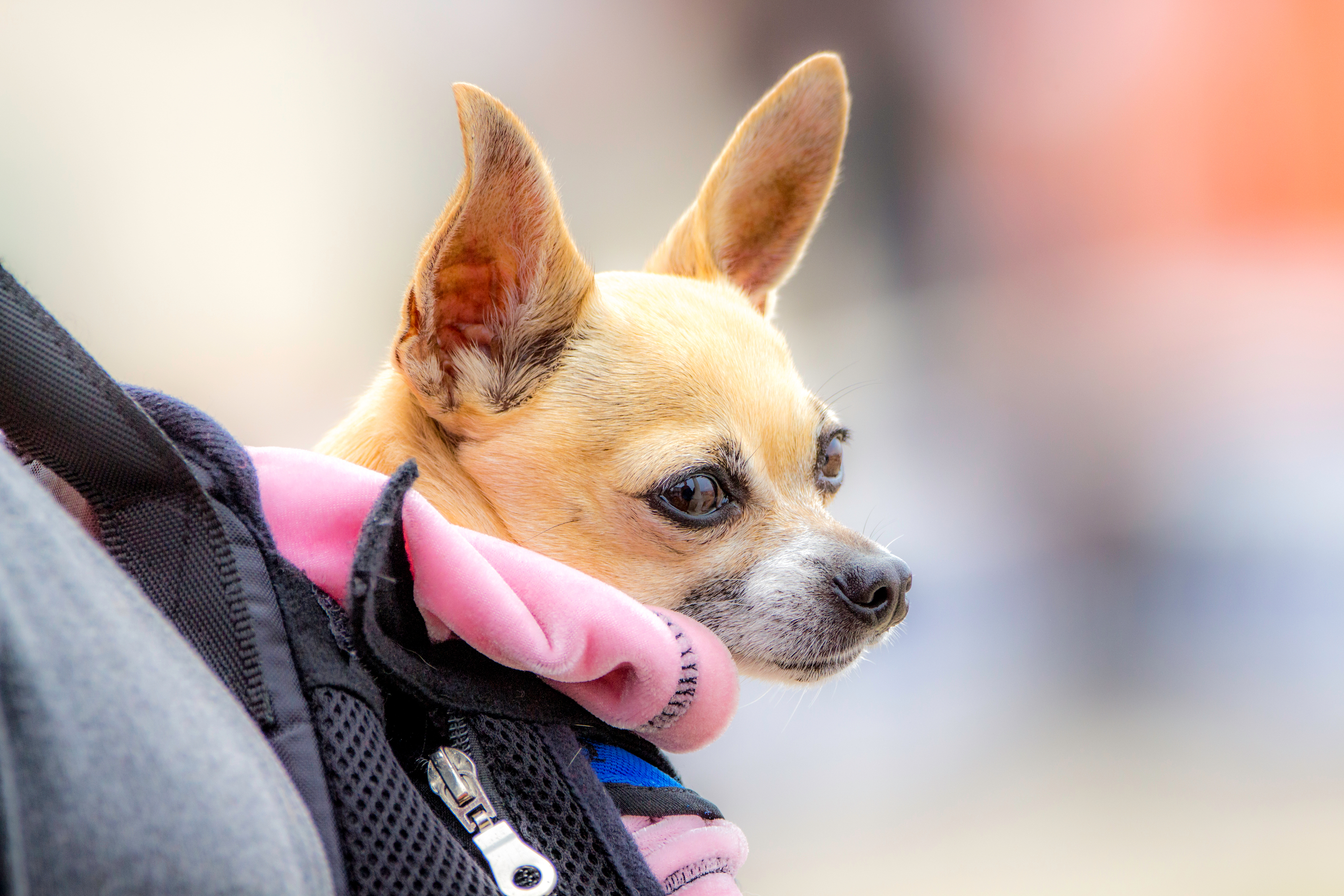 Chihuahua being carried in a pack on a walk
