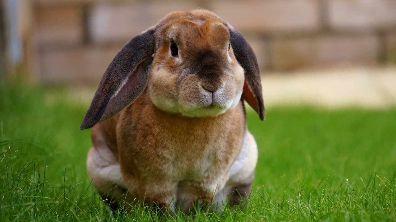 A chubby brown rabbit sitting in the grass.