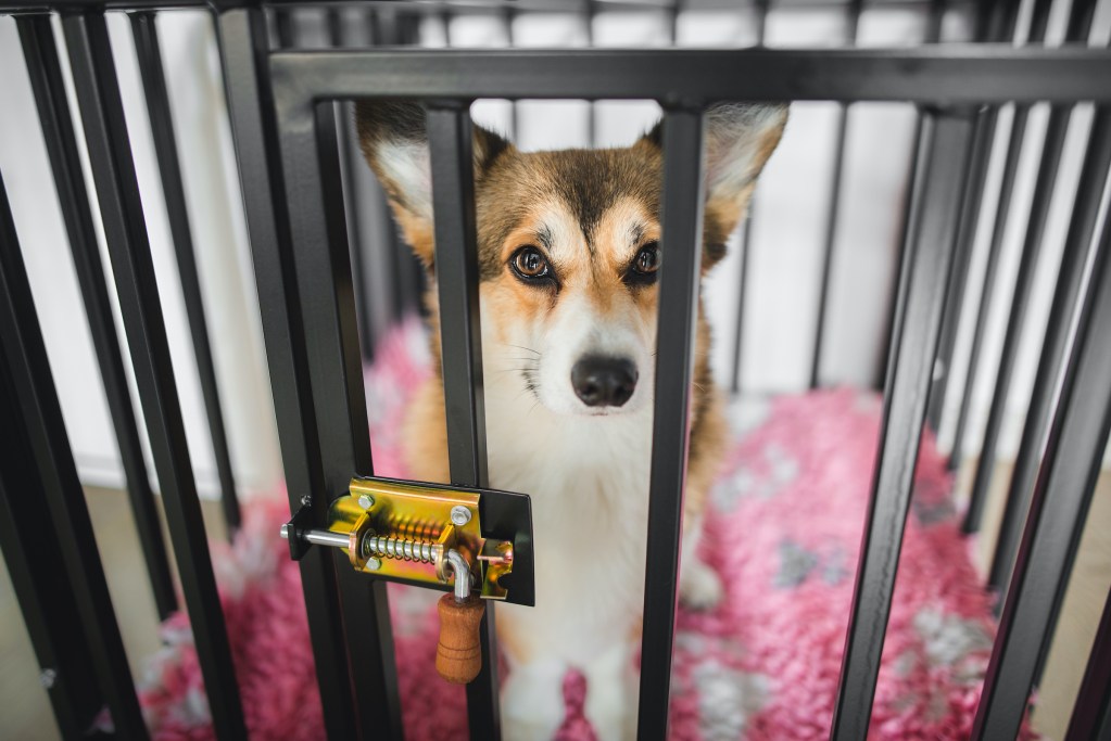 a corgi sits on a pink blanket inside of a crate