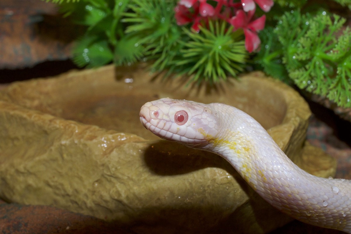 Corn snake suns on a rock in his housing