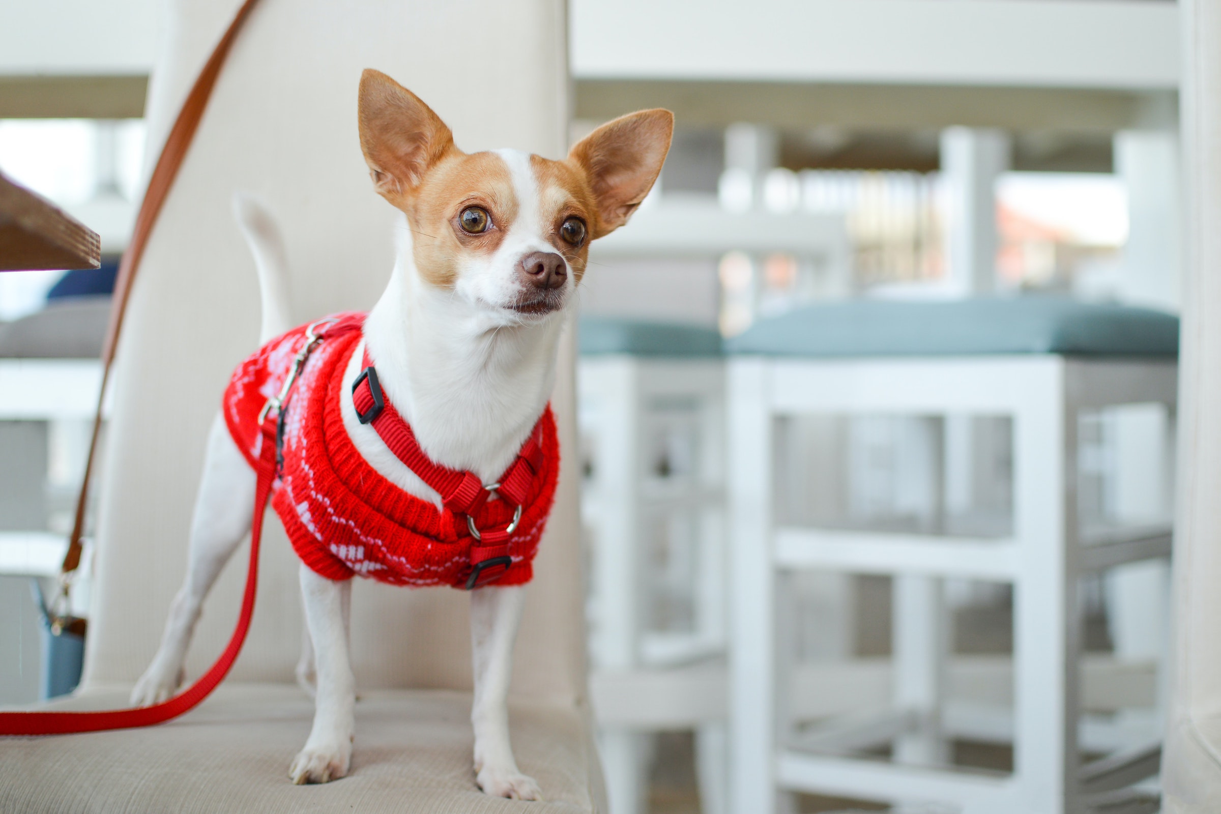 a white and brown chihuahua in a red sweater and harness sits on a white chair and looks off in the distance