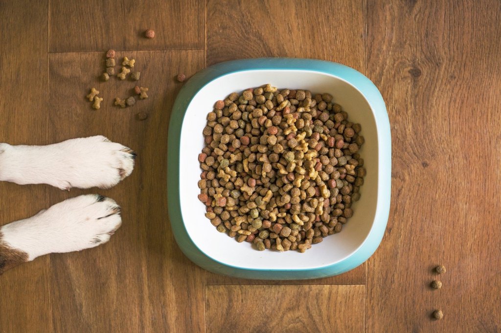 a square bowl of dog food sits on a wooden floor with white paws waiting to the side