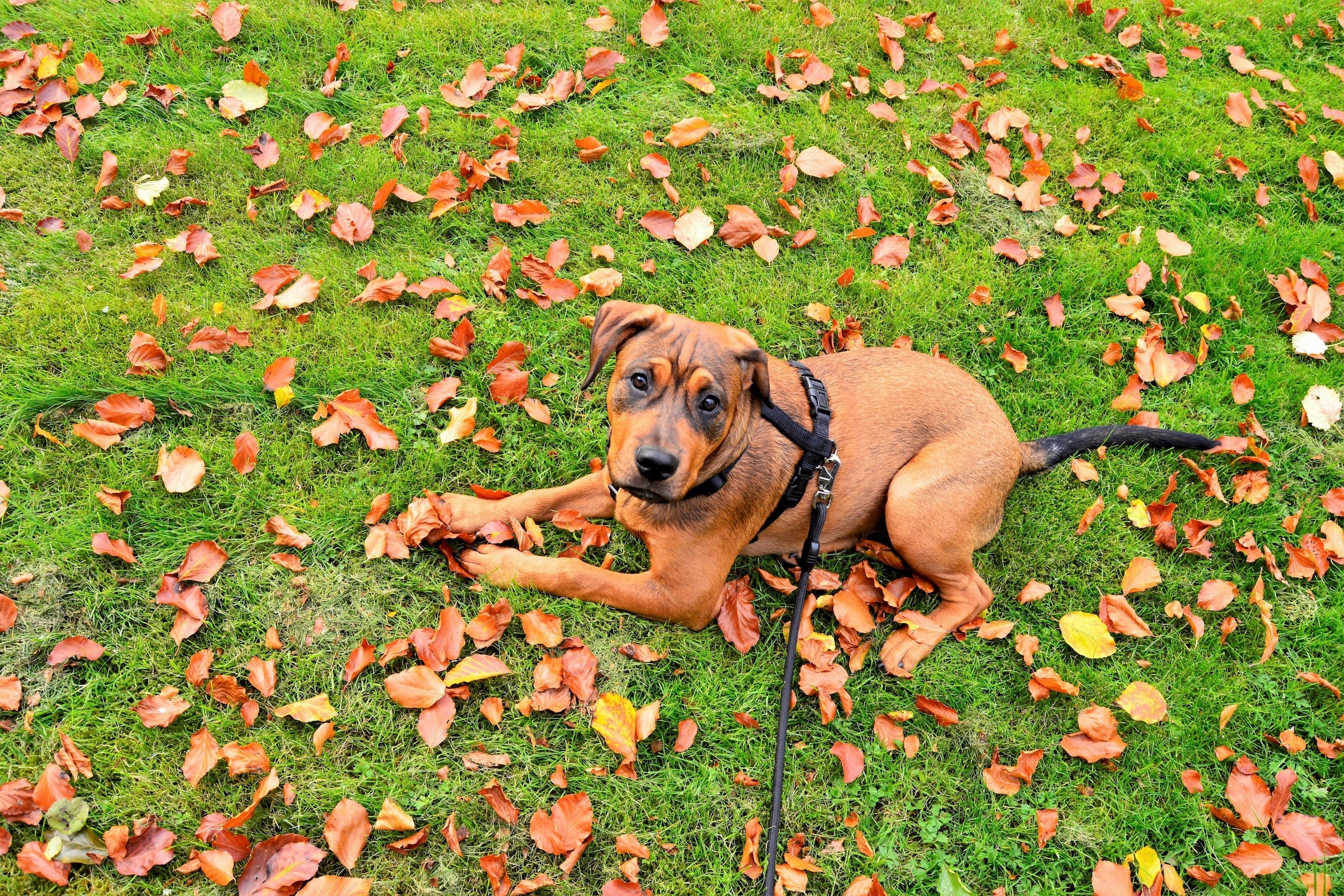 a tan and brown pit bull terrier lies in the grass with fall leaves, on a leash