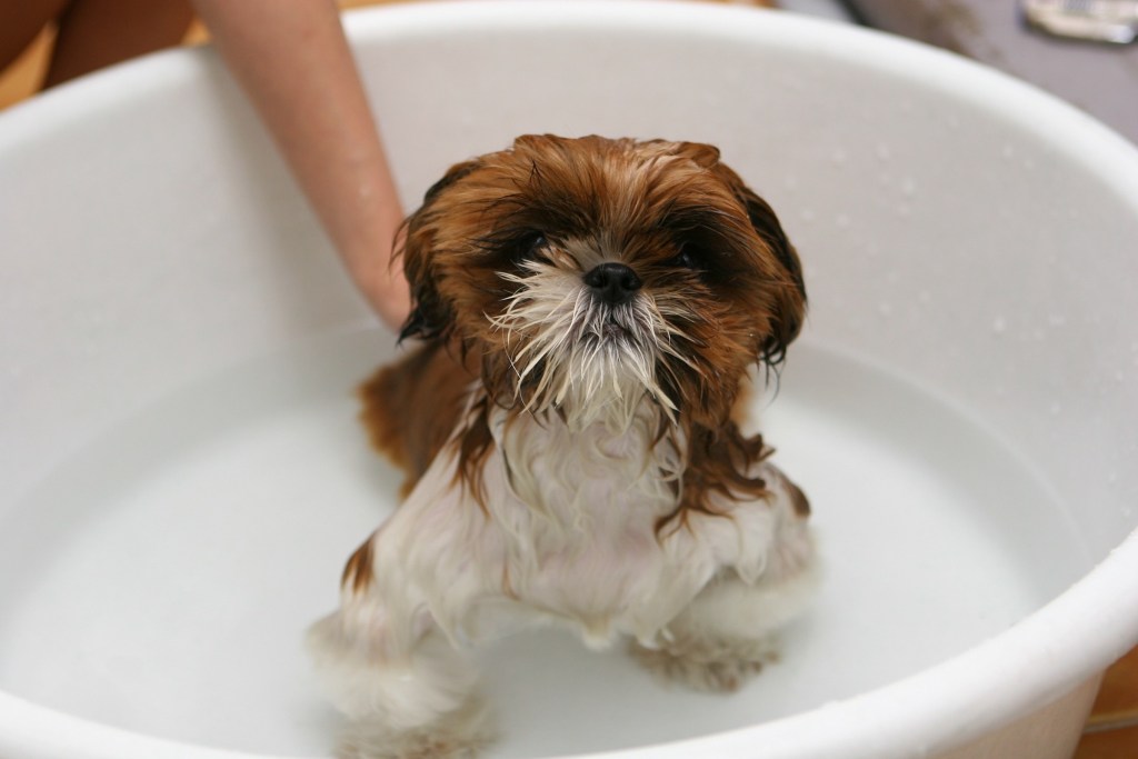 Šlapias rudas ir baltas Shih Tzu šuniukas sėdi kelių colių vandens vonioje