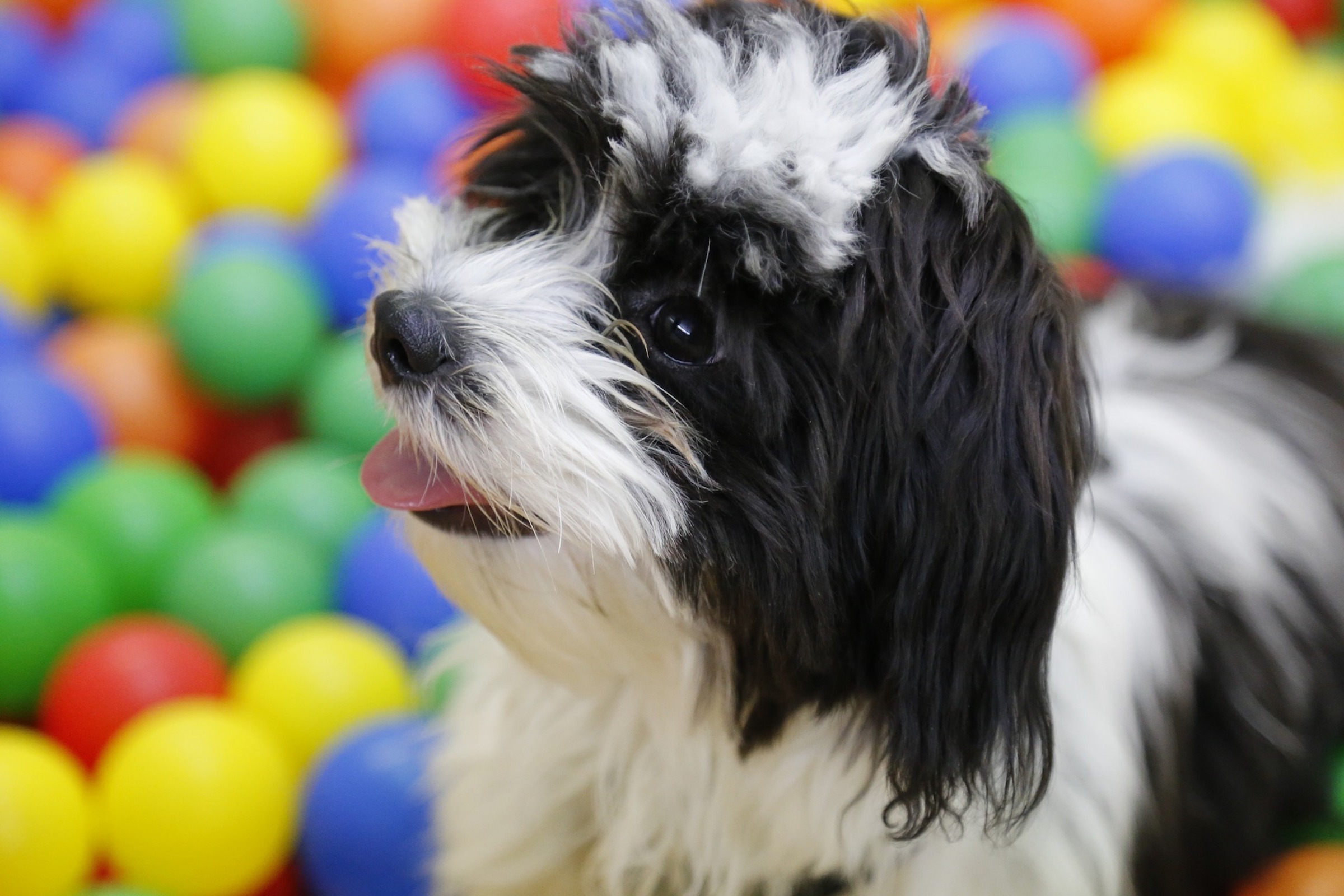 a black and white shih tzu looks to the side and has their tongue out