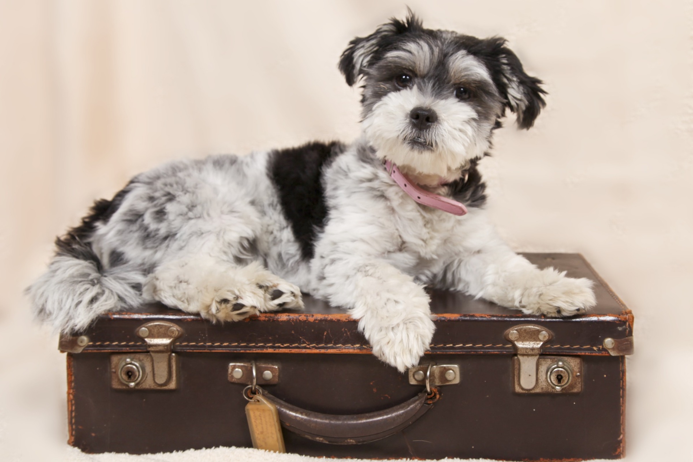 a small black and white dog sits patiently on top of a vintage suitcase