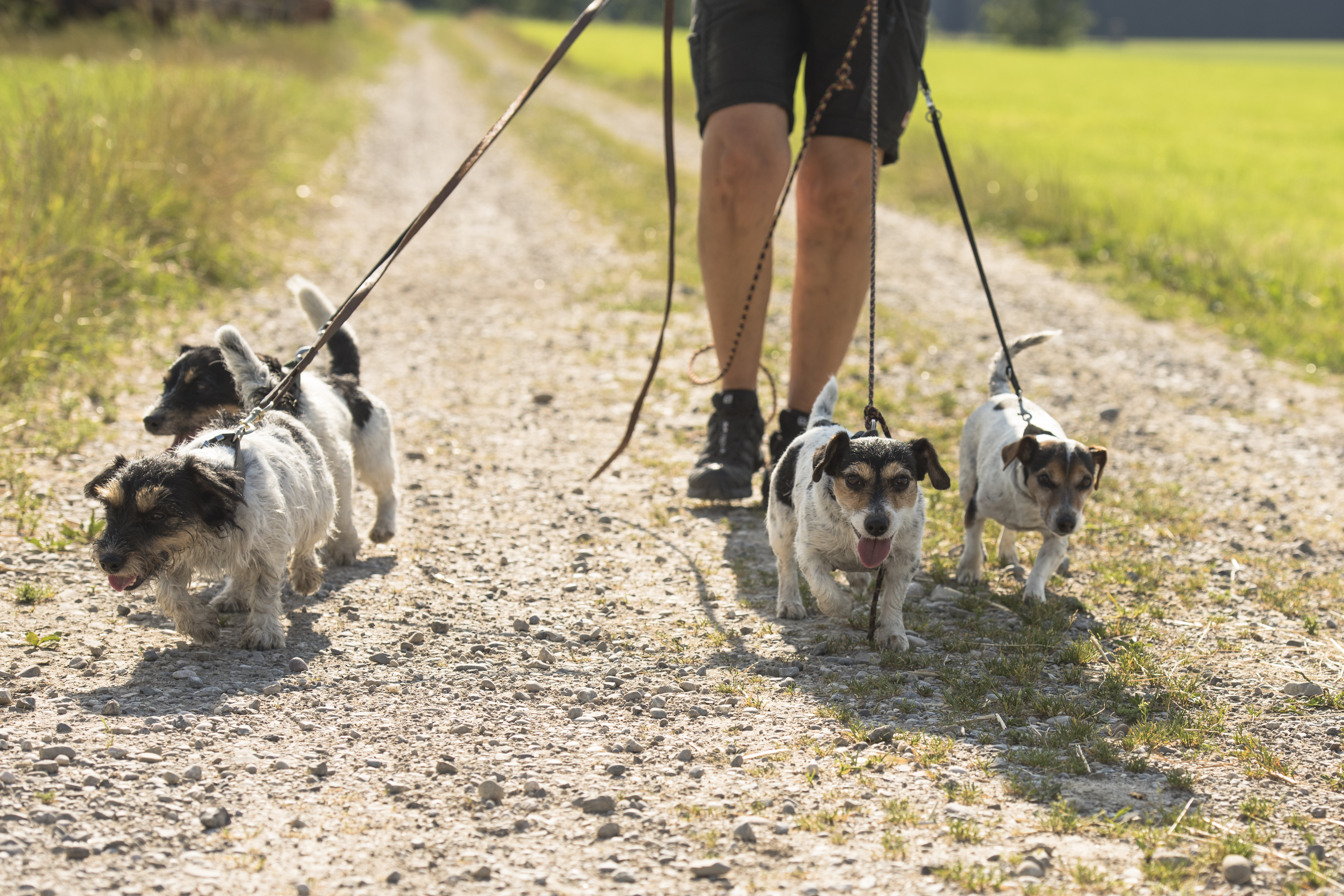 Dogs hiking down a trail with their owner
