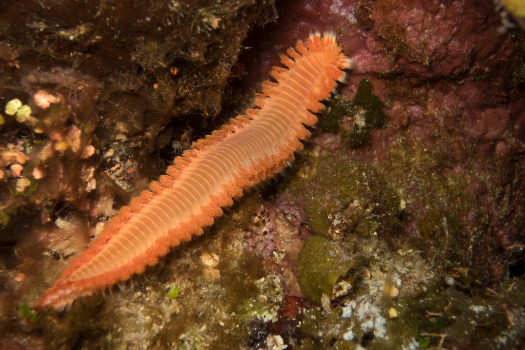 Ugnies kirminas koralinių žuvų akvariume