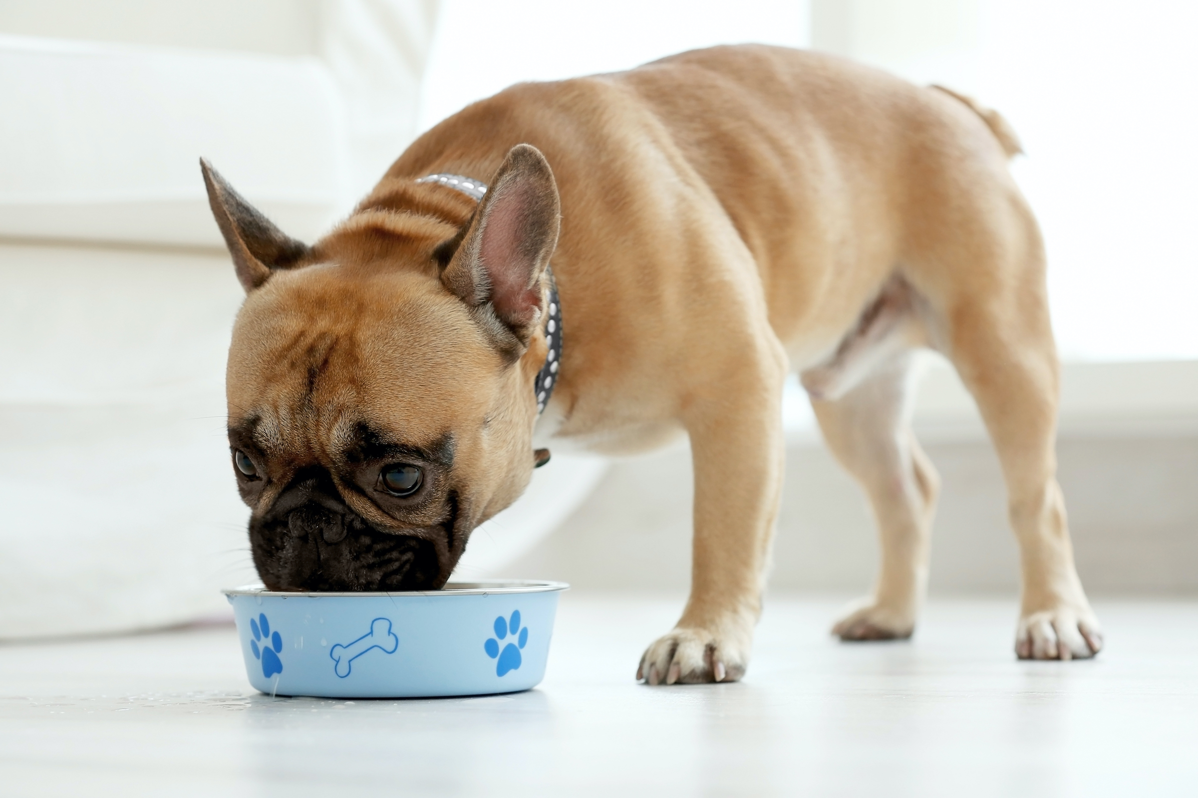 a brown french bulldog eats from a blue dog bowl