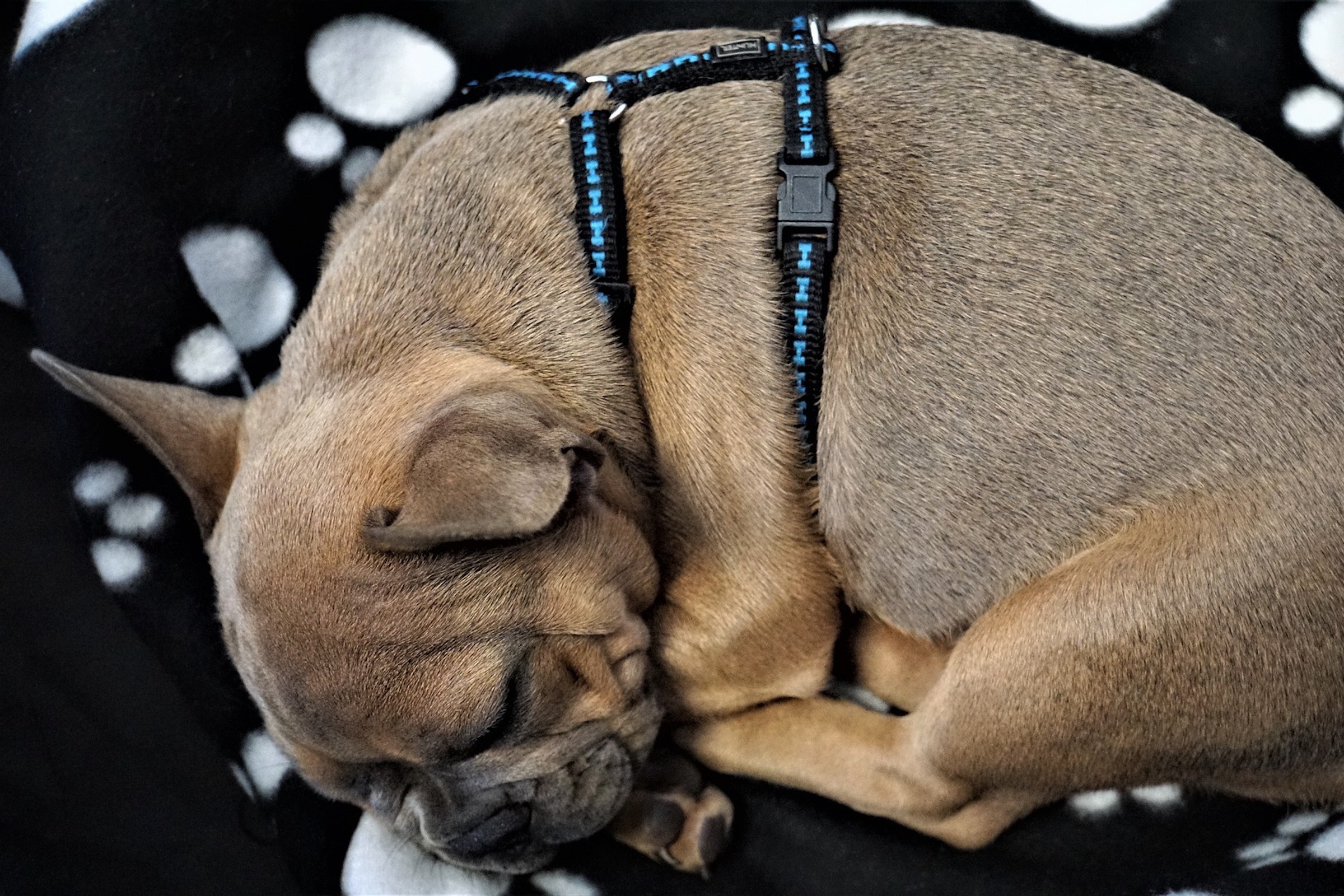 Should Dogs Sleep In Their Harness