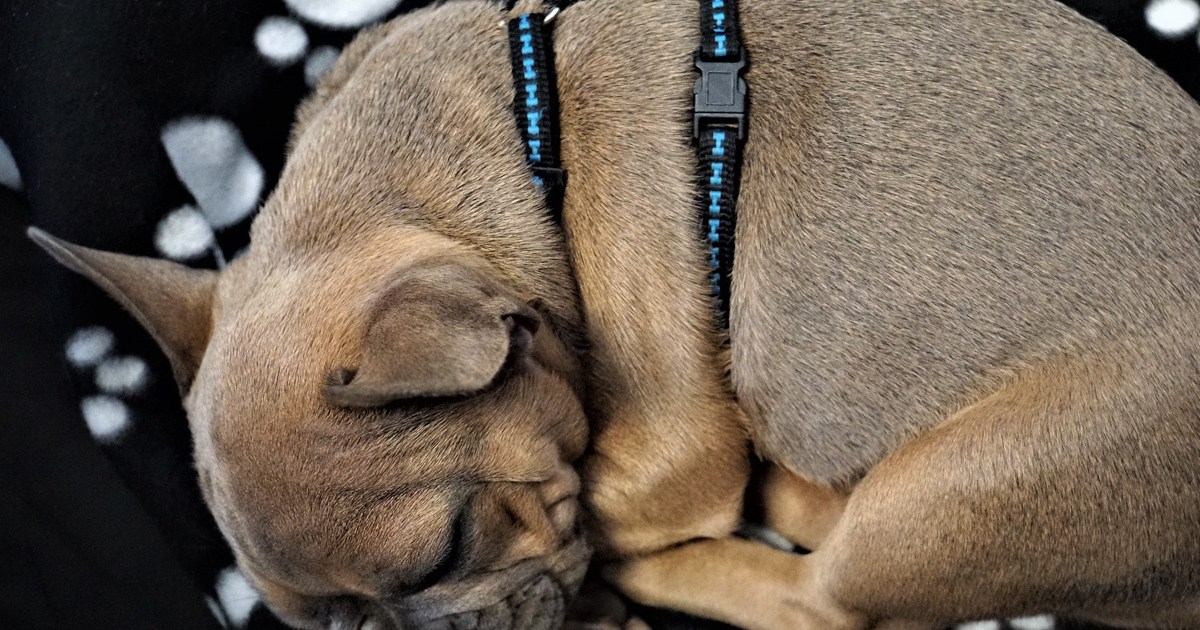 Can Dog Sleep With Harness On