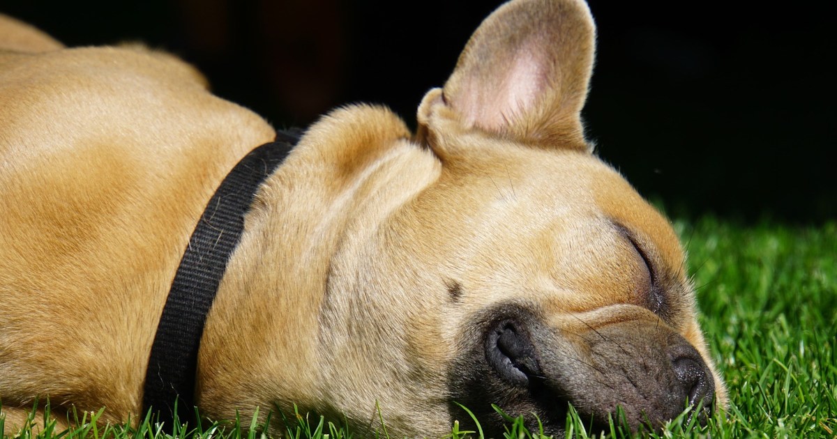 Why You Should Take Your Dog's Collar Off At Night PawTracks