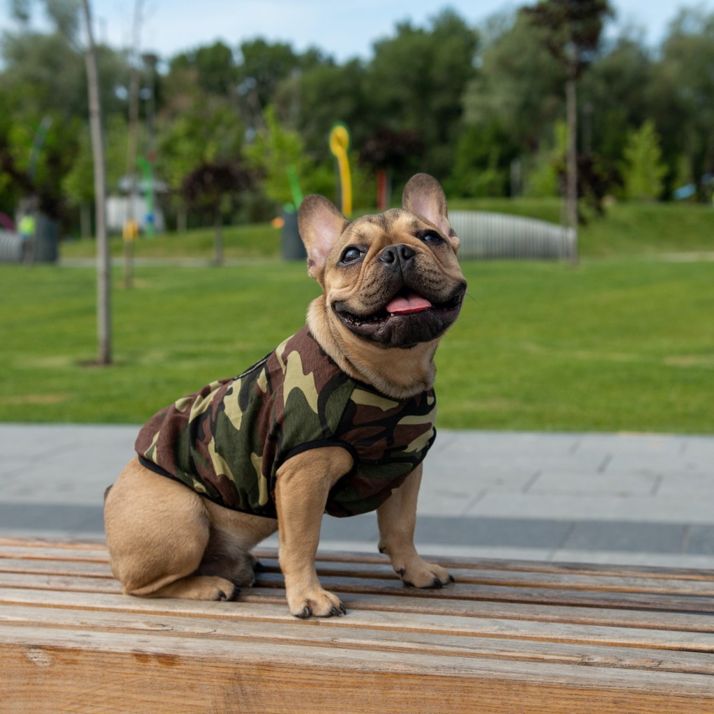 a brown french bulldog in a camo fitted shirt sits on a park bench and "smiles" at the camera