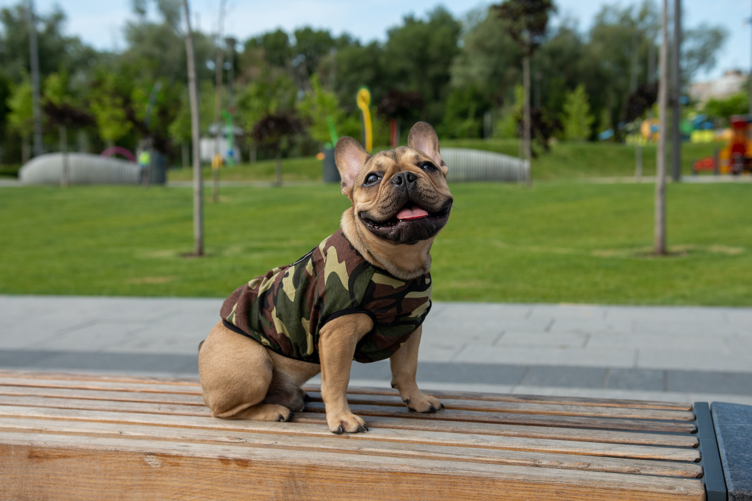 A brown French bulldog in a camo fitted shirt sits on a park bench and "smiles" at the camera