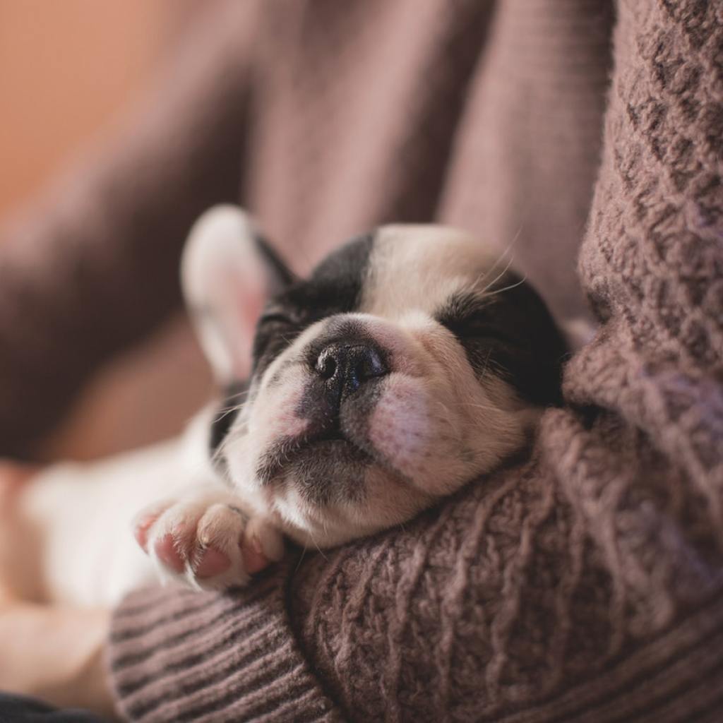 A black and white French Bulldog napping in a woman's arms.