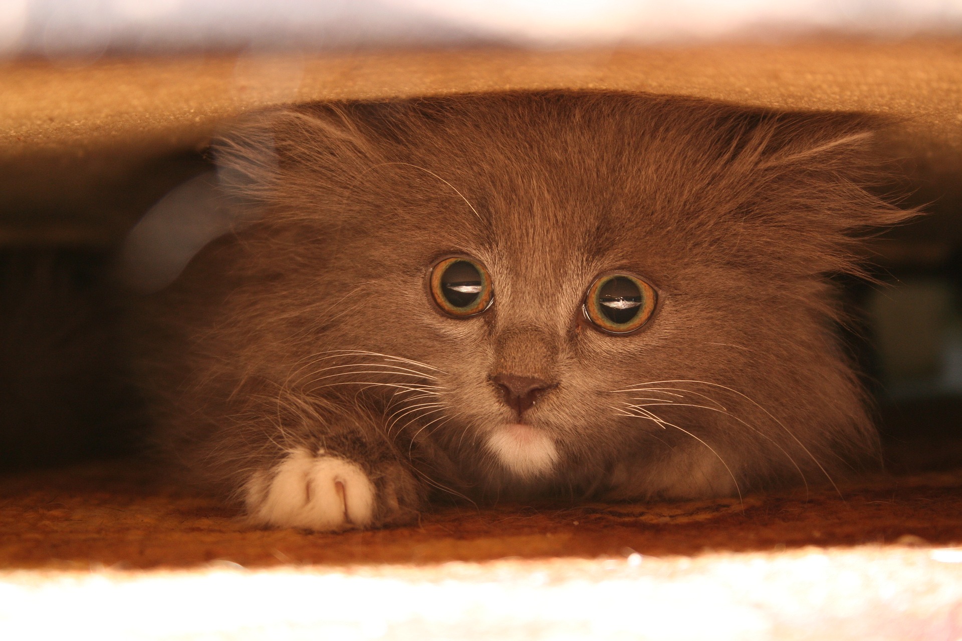 Frightened gray cat hiding under a bed