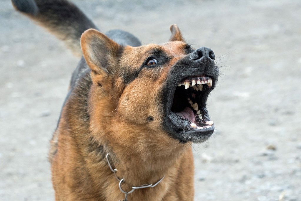 A german shepherd shows their teeth and barks