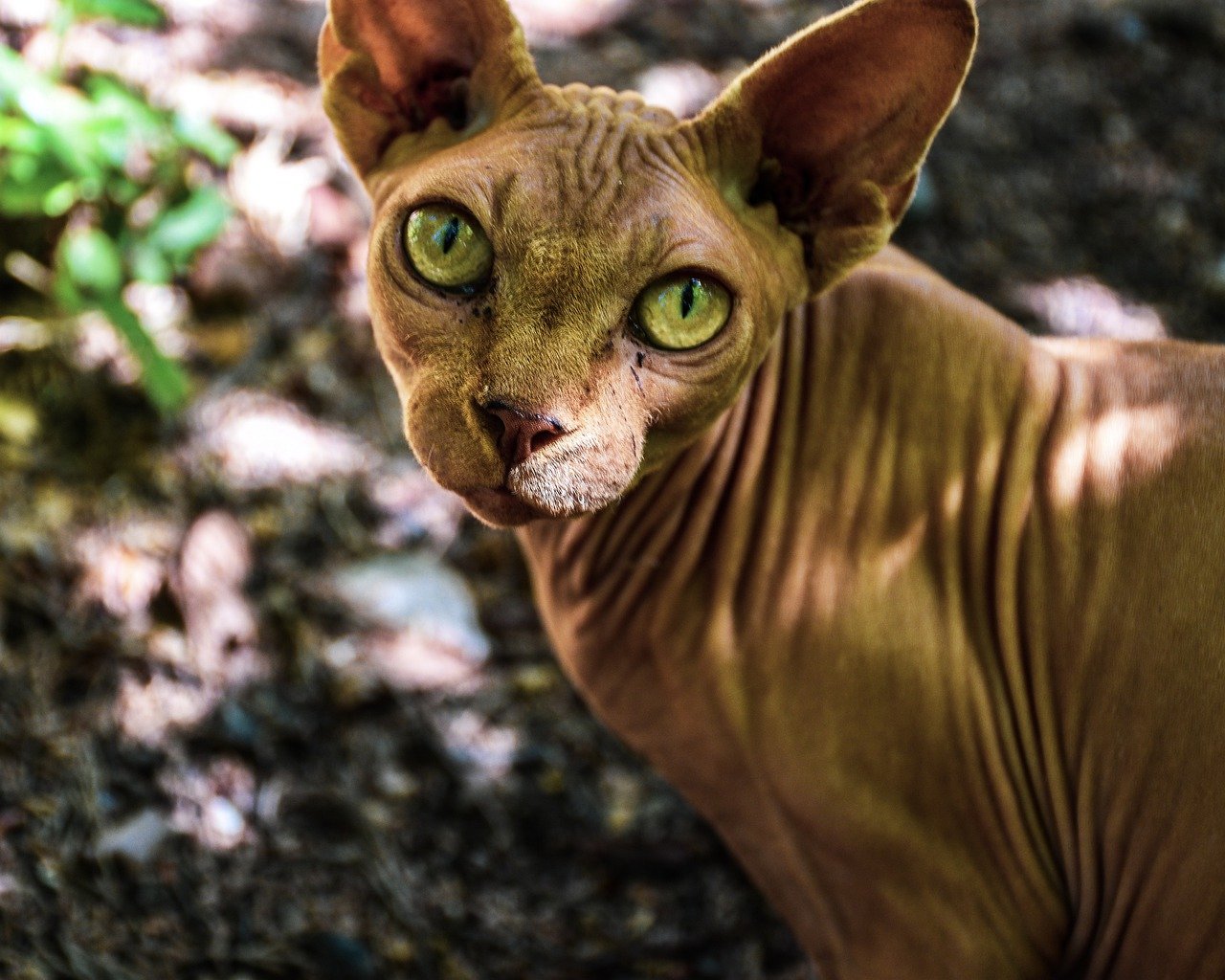 A green-eyed Sphynx cat in a yard.