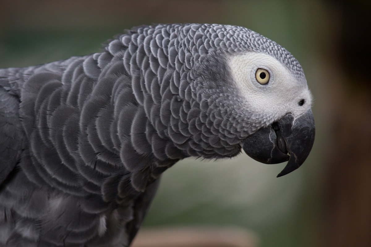 An African grey parrot looks quizzically