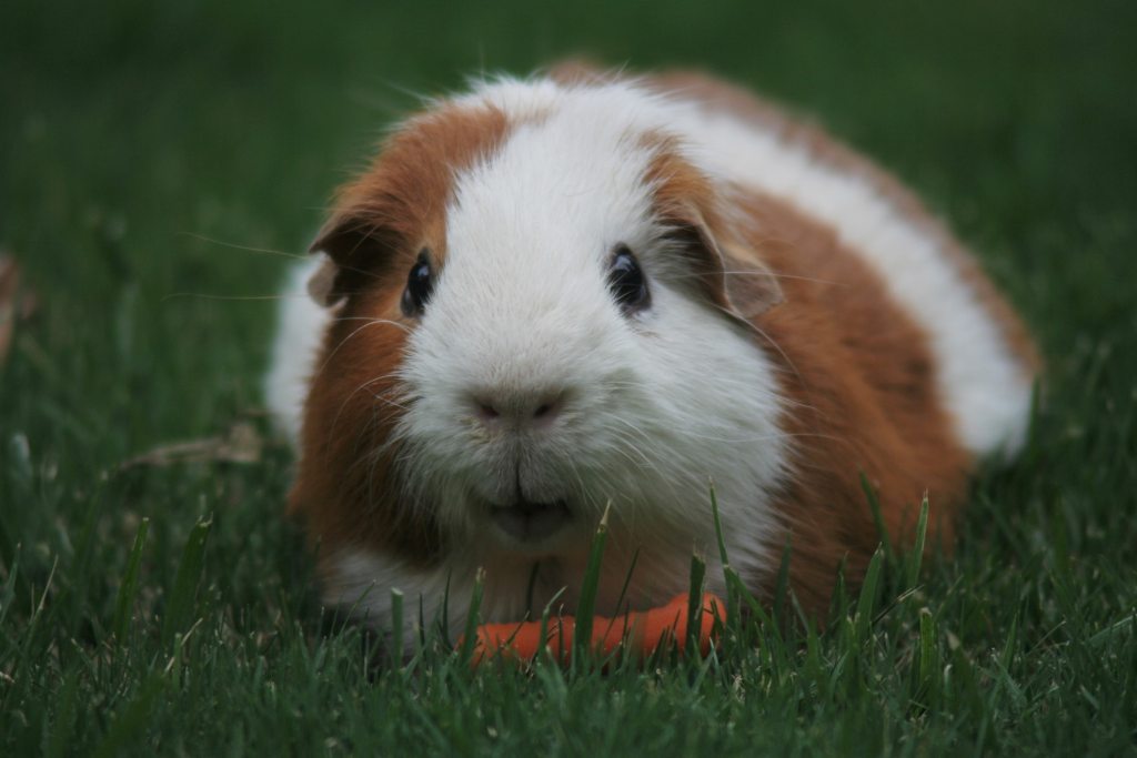 Guinea pig munces on a carrot