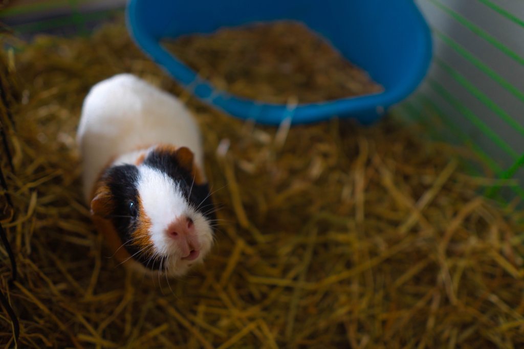 Guinea pig looks up from his pile of hay