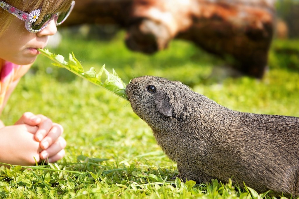 A girl and her guinea pig share a leaf of lettuce