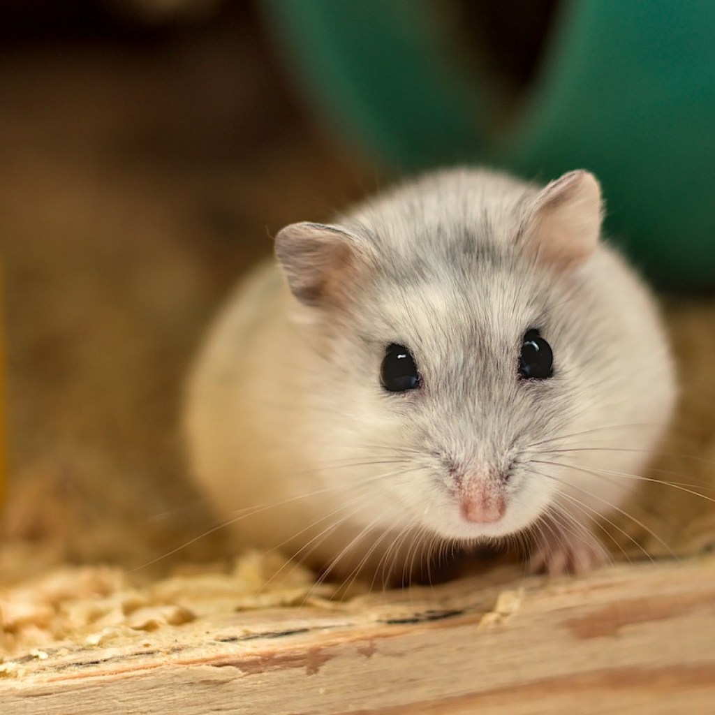 Hamster sits in hay and looks at camera