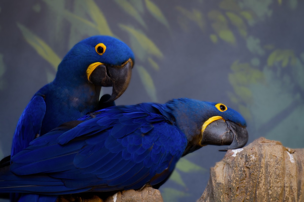A pair of hyacinth macaws look quizzically