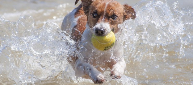 Jack Russel terrier on the beach with a tennis ball jumping